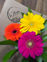 Load image into Gallery viewer, Gerbera