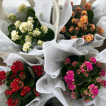 Load image into Gallery viewer, KALANCHOE PLANT