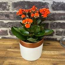 Load image into Gallery viewer, KALANCHOE PLANT
