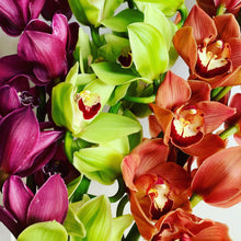 Load image into Gallery viewer, Wellington Flower Co. - beautifully gift-wrapped orchids. Delivered daily. 
