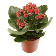 Load image into Gallery viewer, KALANCHOE PLANT