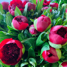 Load image into Gallery viewer, PEONIES