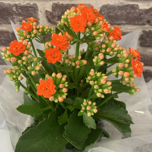 KALANCHOE PLANT